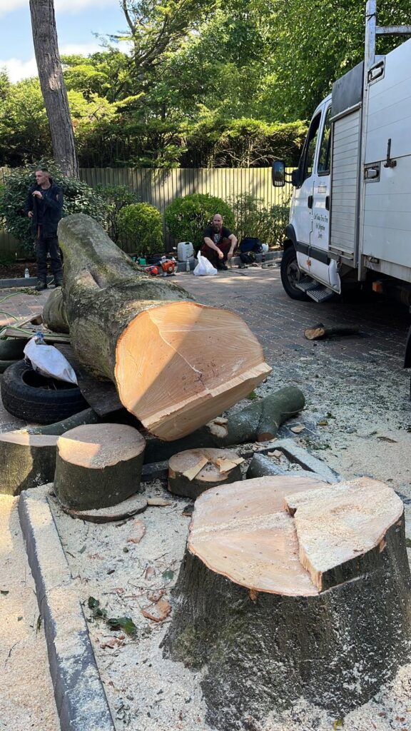 Stump Cutting In Southport