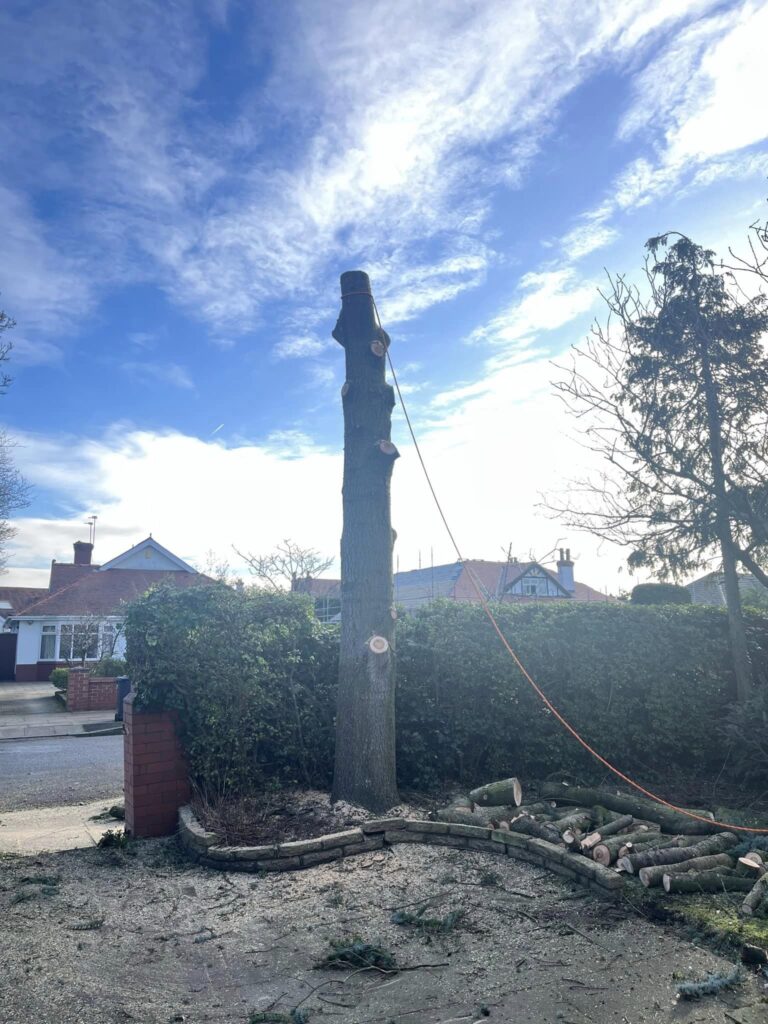 Tree Cutting In Southport